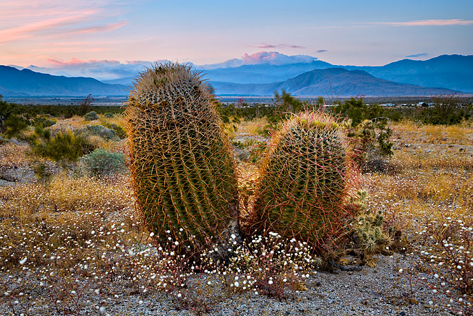 Barrel cactus at Anza-Borrego Desert State Park near Borrego Springs, California