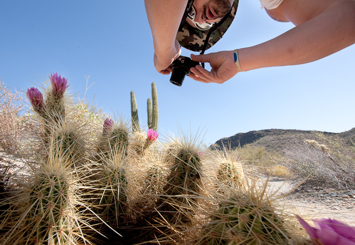 Chris taking a photo of a cholla cactus blossom