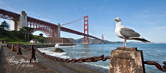 Seagull at the Golden Gate near Fort Point