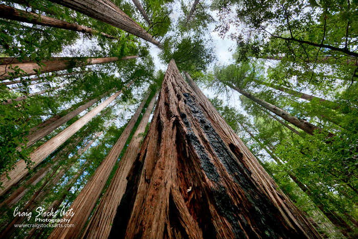 Humboldt Redwoods State Park