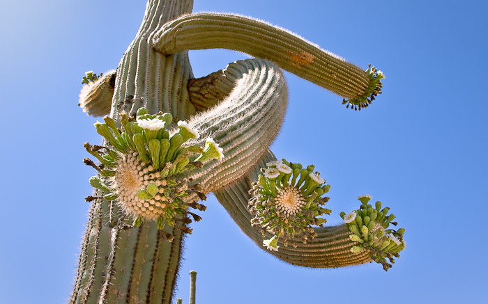 Twisted arms on a saguaro cactus