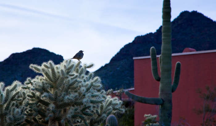 Curve-billed thrasher at the Organ Pipe Cactus NM Visitor Center