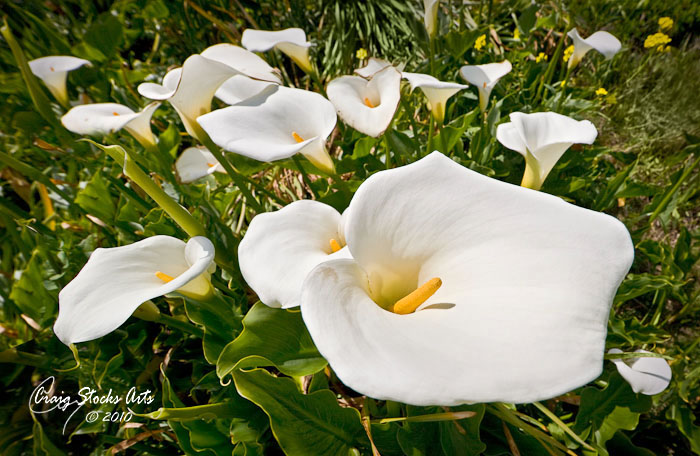 Calla Lily