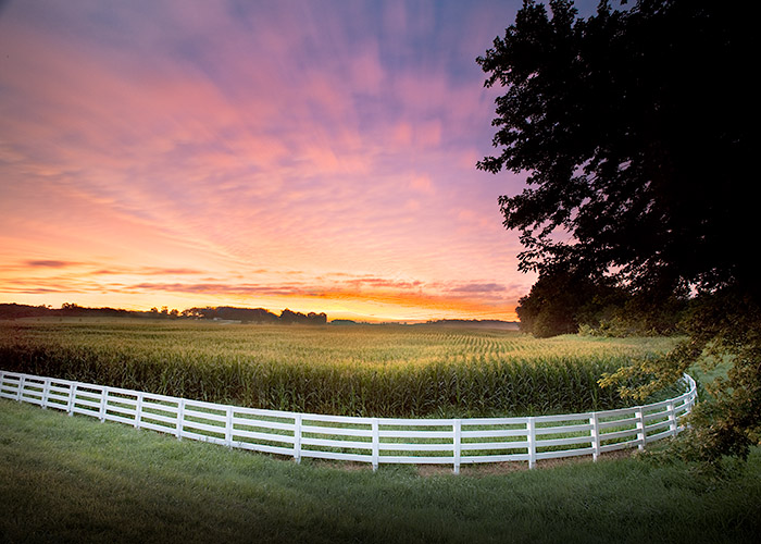 Corn Sunrise