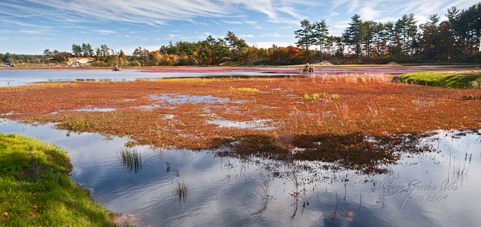 Cranberry Bog