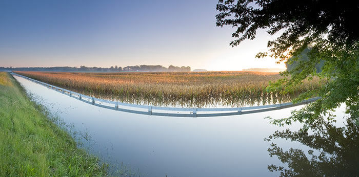 Flooded corn field