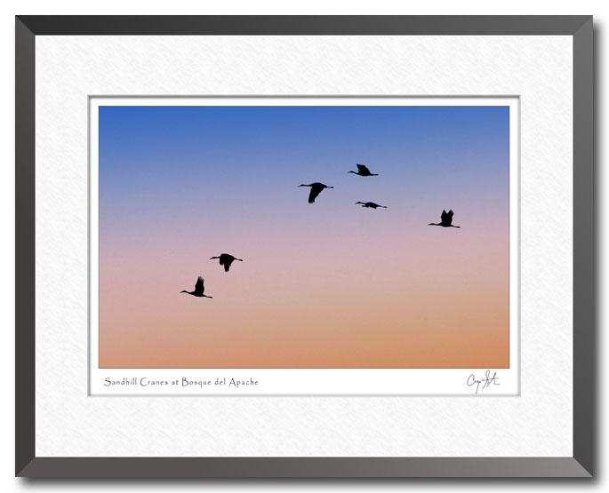 Sand Hill Cranes at Bosque del Apache National Wildlife Refuge in New Mexico