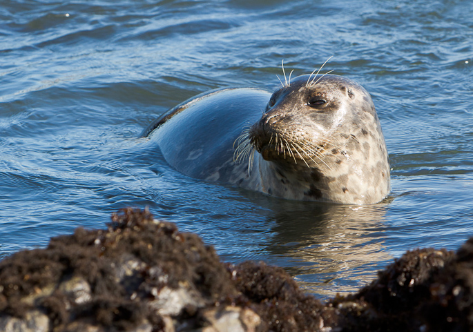 Harbor seal