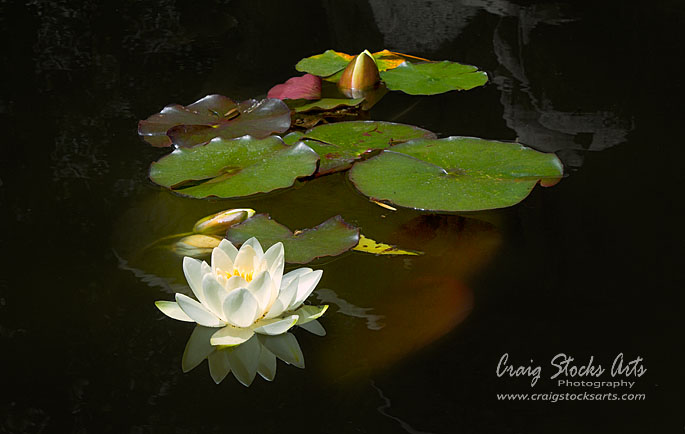 Lily Pad at the Huntington Botanical Gardens