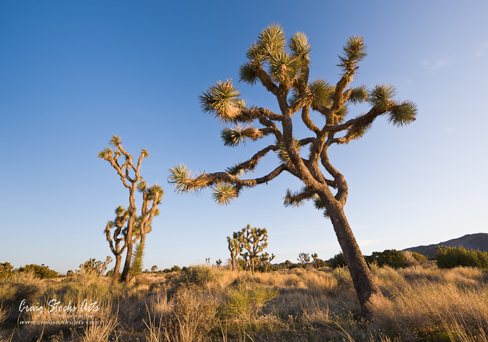 Joshua Trees