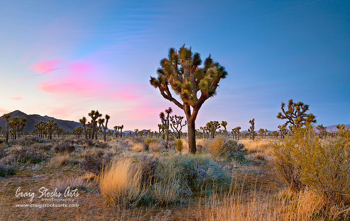 Joshua Tree National Park
