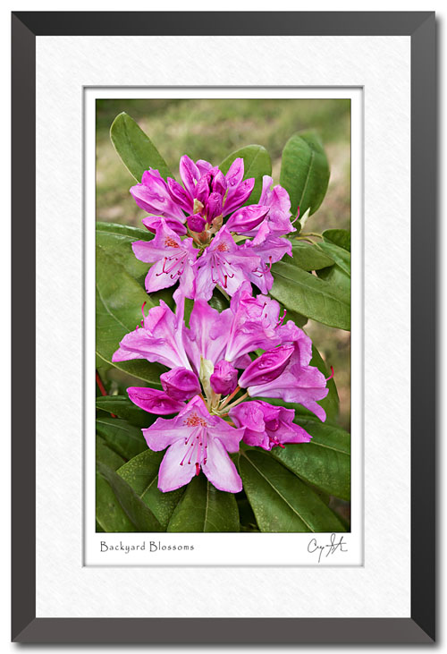 Magenta flowers