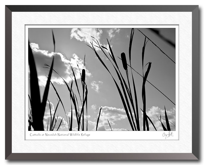 Cattails at Necedah National Wildlife Refuge