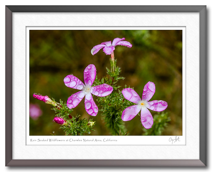 Flowers at Charmlee Natural Area