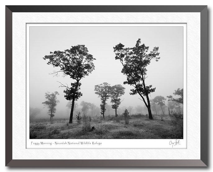 Foggy morning in the woods at Necedah
