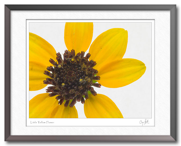 Little yellow flower