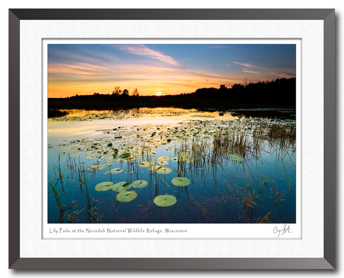 Lily Pads at the Suc-Cerney Flowage at Necedah Natiohal Wildlife Refuge