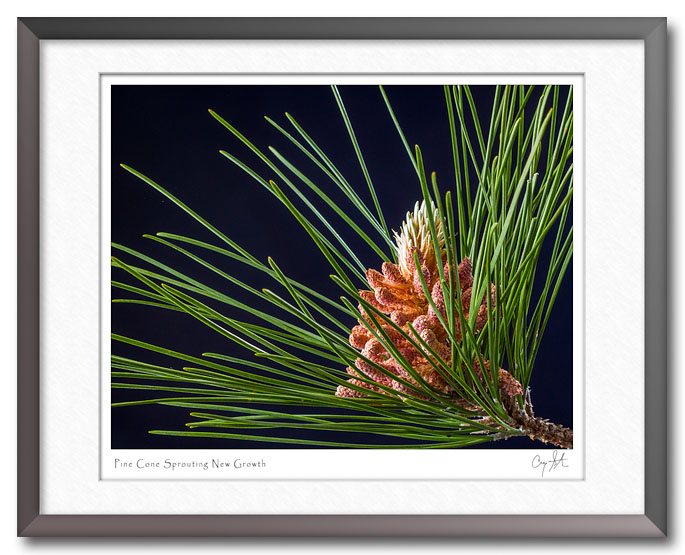 Pine cone with sprout