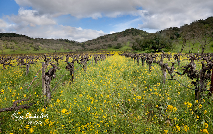 Napa Mustard Festival