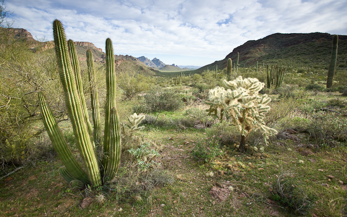 Evening light at Organ Pipe Cactus National Monuement