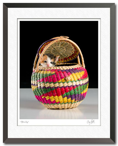 Kitten in a basket