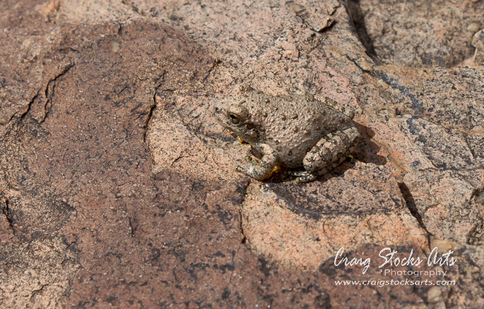 Toad