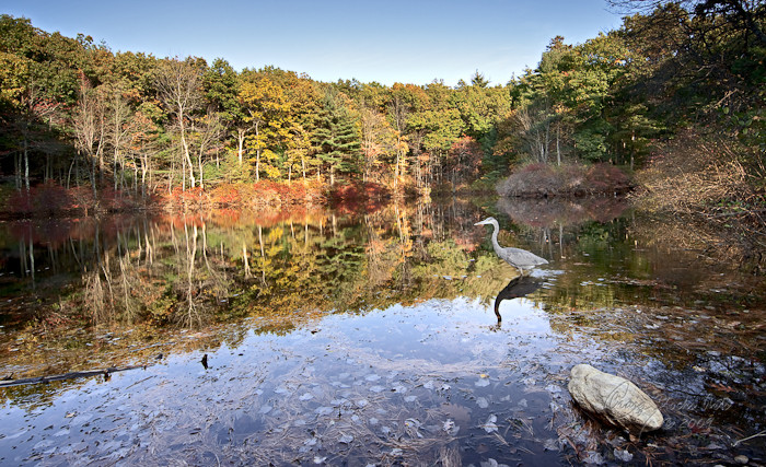 Blue Heron at Walden Pond