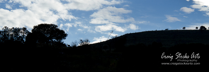 Deer in the Guadalupe Mountains