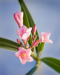 Mothers Day Flowers