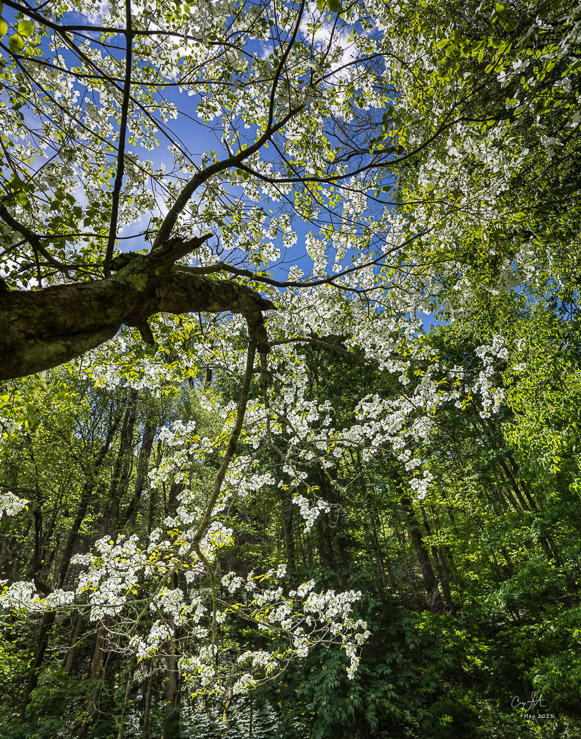 Dogwood Spring