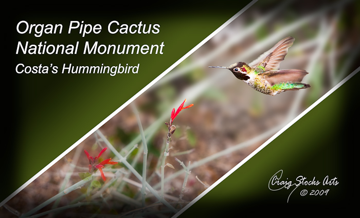 Hummingbird