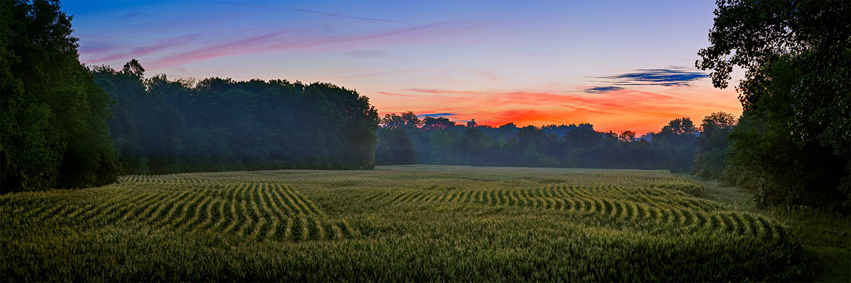 Nude in a Central Illinois cornfield at sunrise