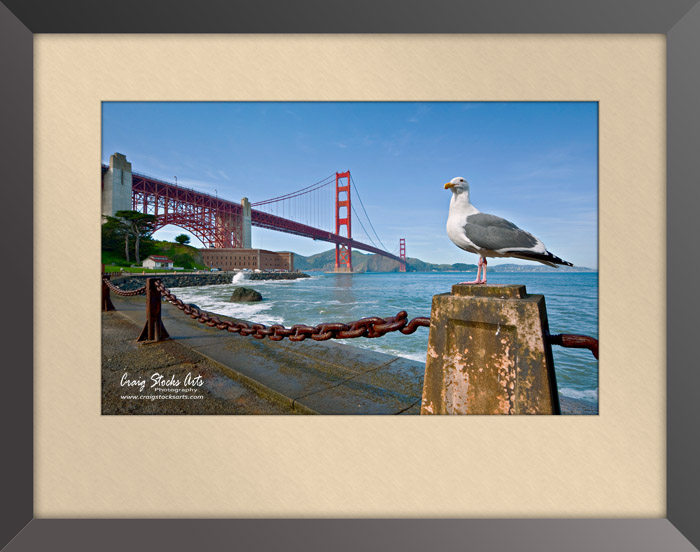 Framed image of seagull at the Golden Gate Bridge
