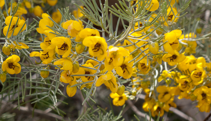 Yellow flowers
